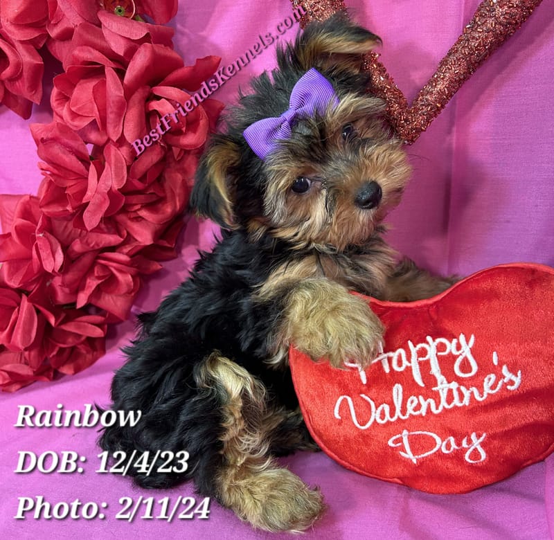 Rainbow Best Friends Kennels