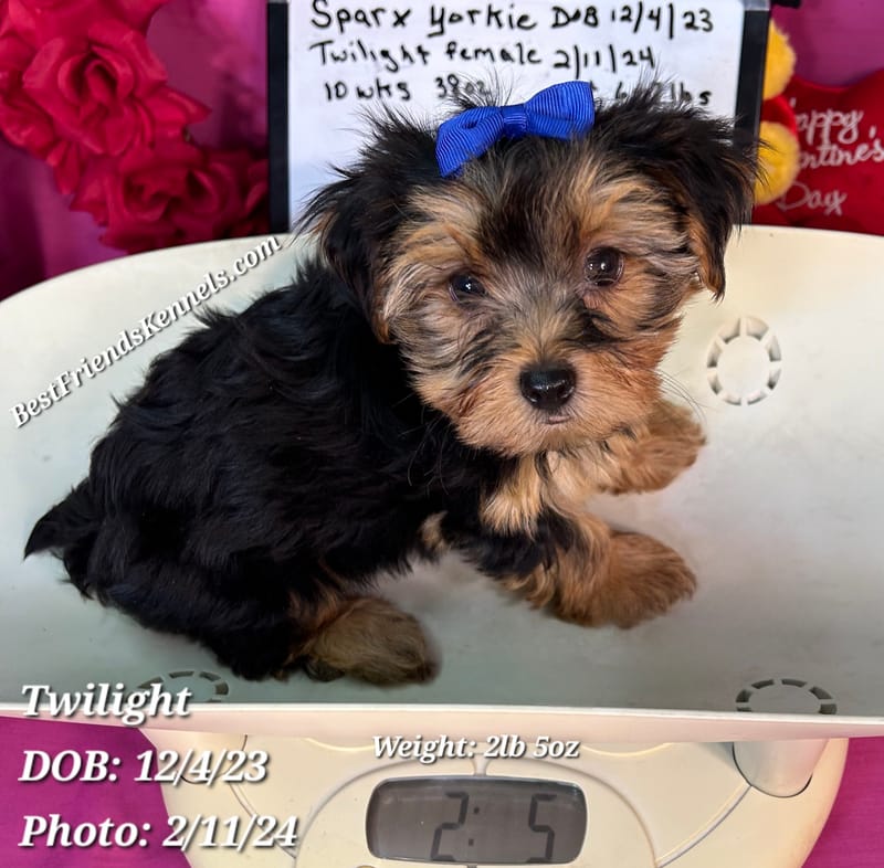 Razzle Best Friends Kennels