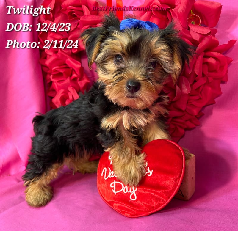 Twilight Best Friends Kennels