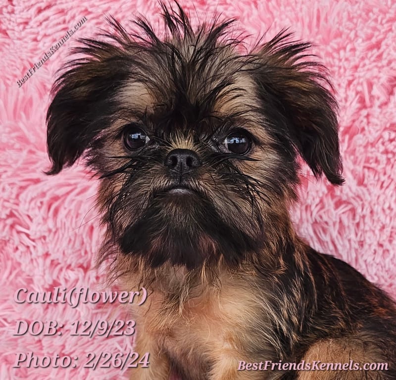 Cauli(flower) Best Friends Kennels