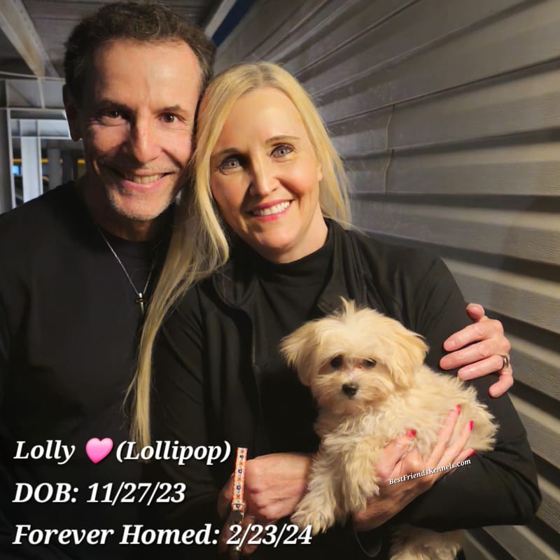 Lolly (Lollipop) the Maltipoo Best Friends Kennels