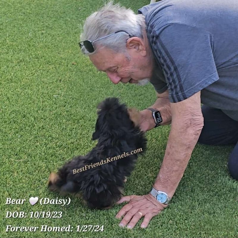 Bear (Daisy) Best Friends Kennels