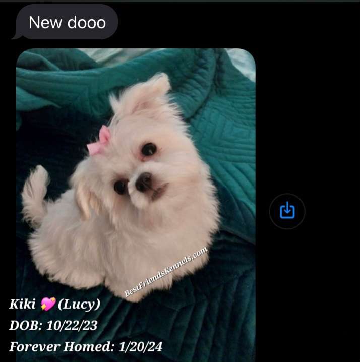 Kiki (Lucy) Best Friends Kennels