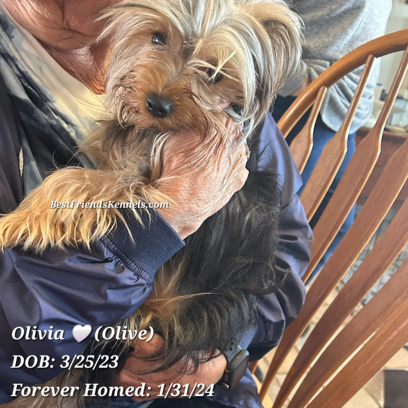 Olivia (Olive) Best Friends Kennels