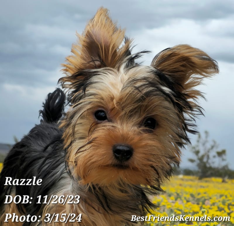 Razzle Best Friends Kennels