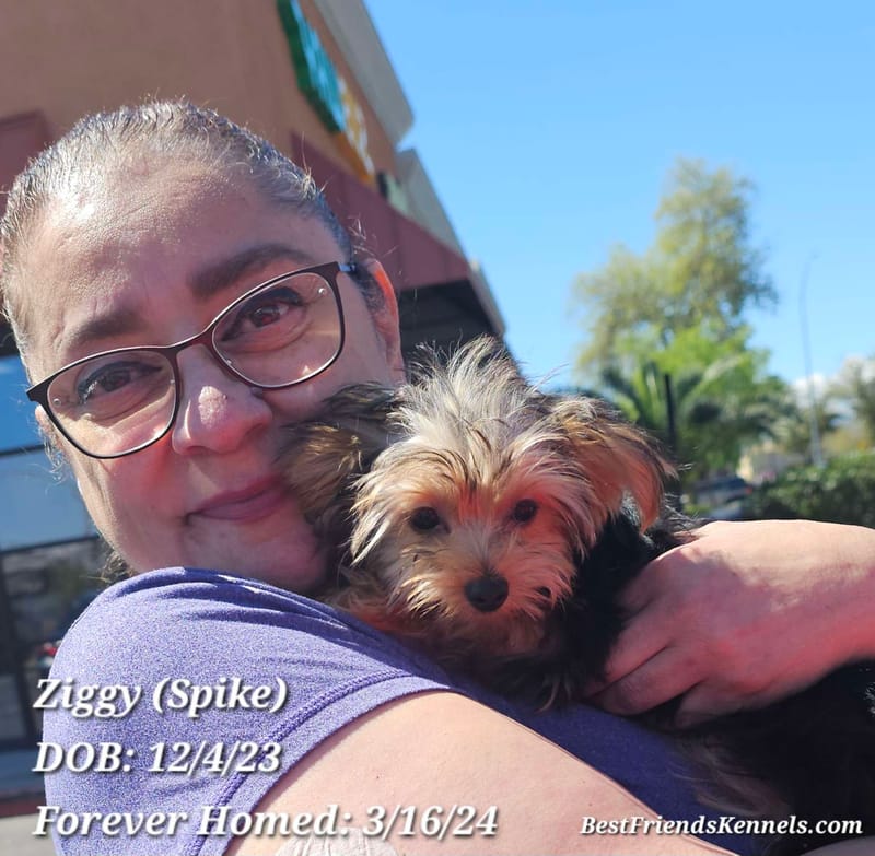 Ziggy (Spike) Best Friends Kennels