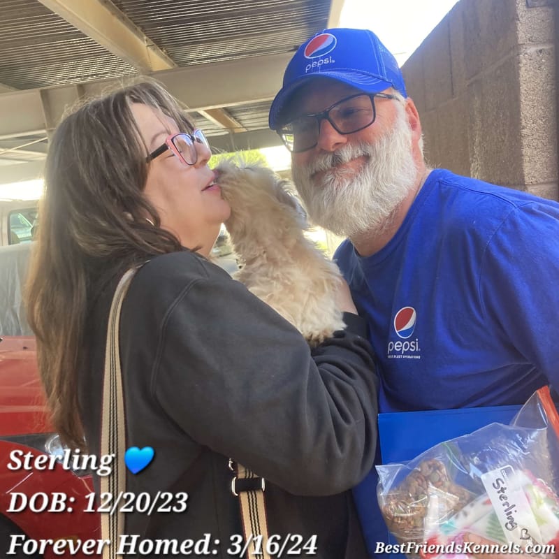 Sterling the Malshi Best Friends Kennels