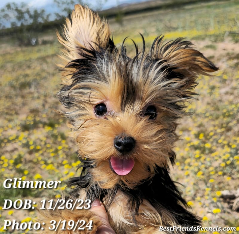 Lady Glimmer Best Friends Kennels