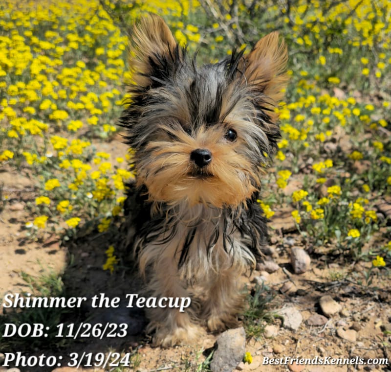 Glimmer Best Friends Kennels