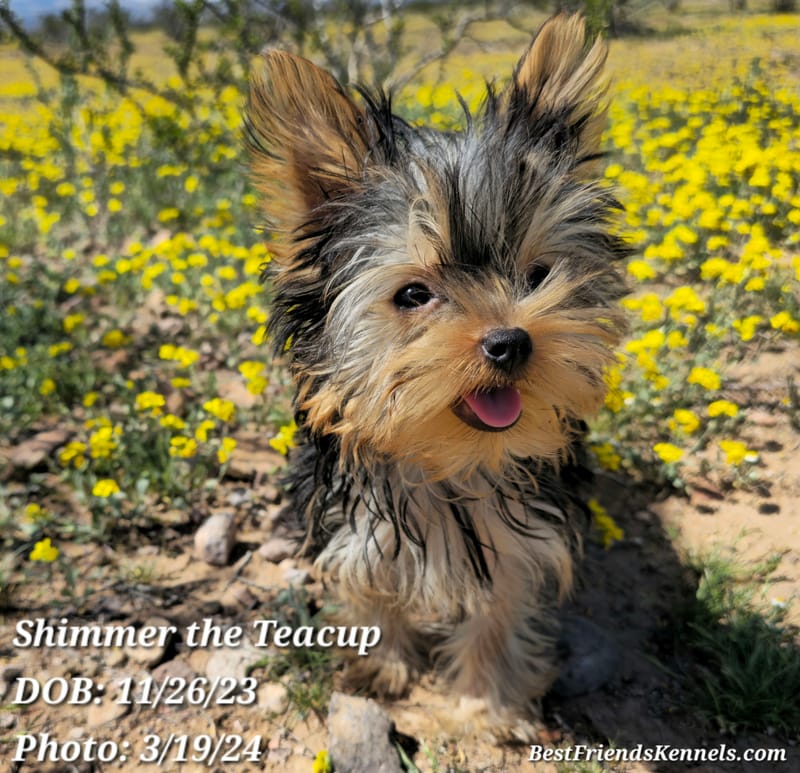 Glimmer Best Friends Kennels