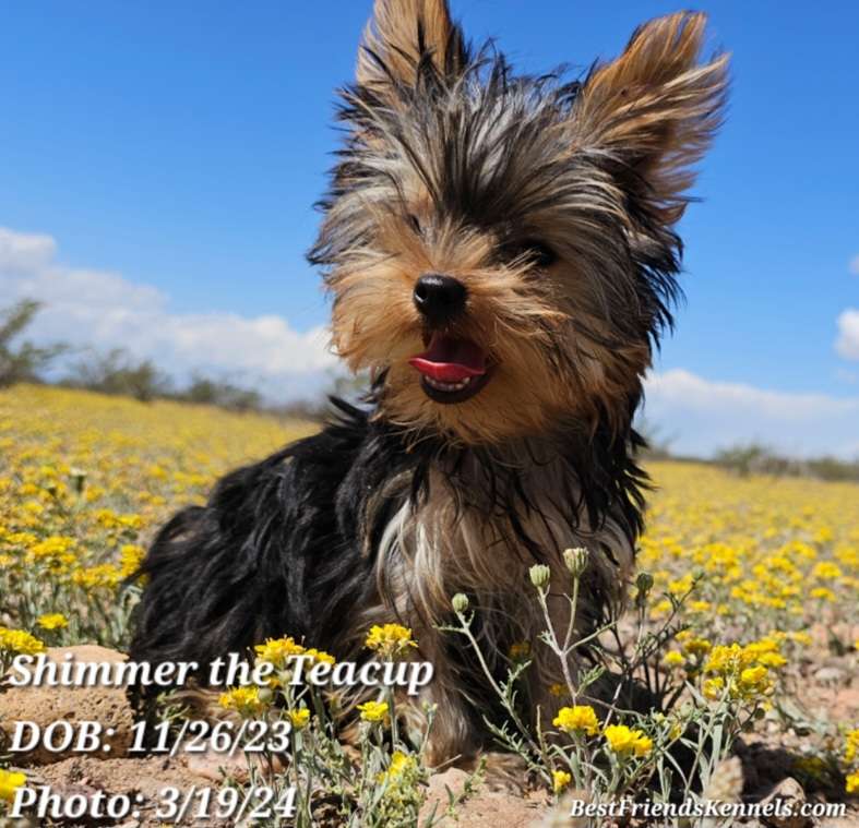 Glimmer Best Friends Kennels