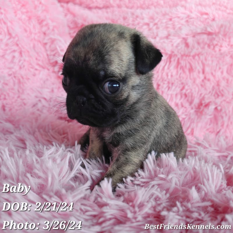 Lolly (Lollipop) the Maltipoo Best Friends Kennels