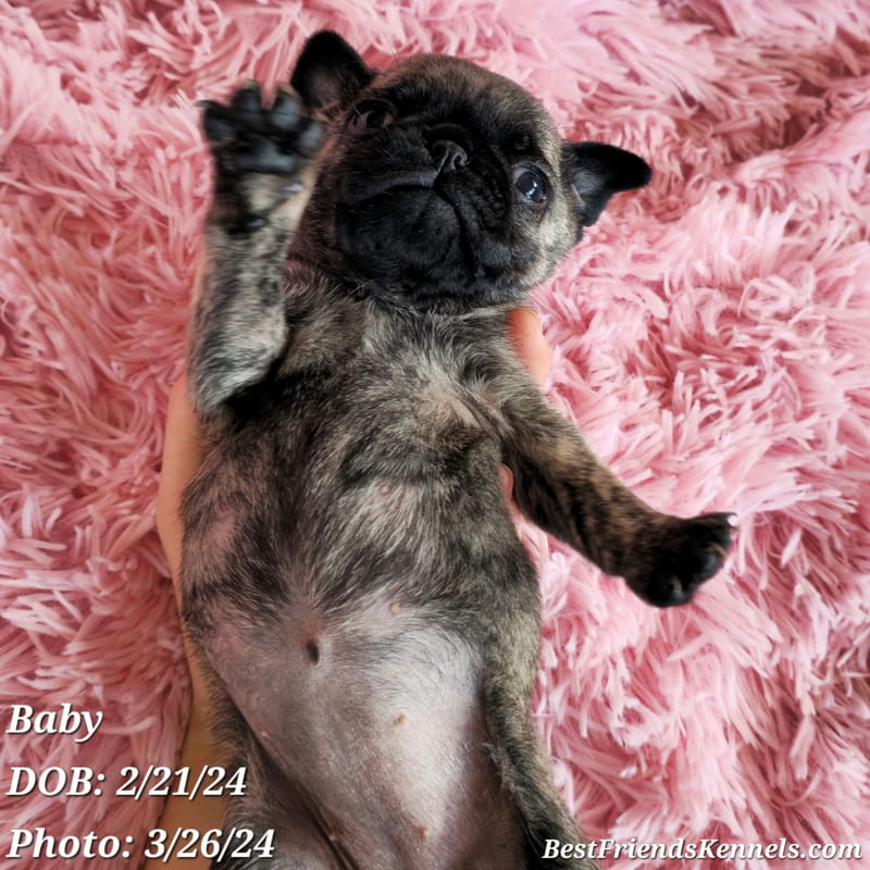 Lolly (Lollipop) the Maltipoo Best Friends Kennels