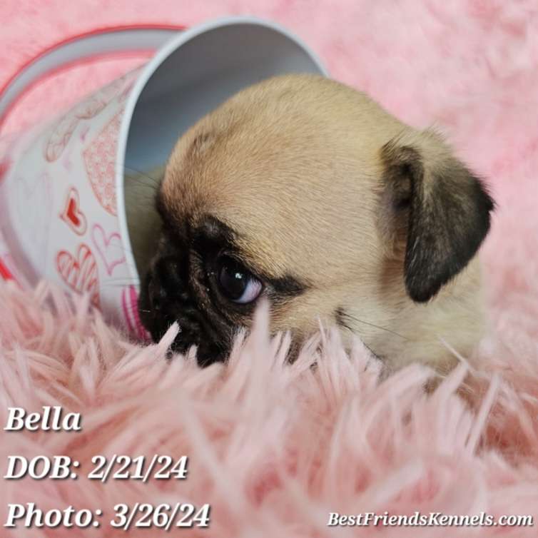 Lolly (Lollipop) the Maltipoo Best Friends Kennels