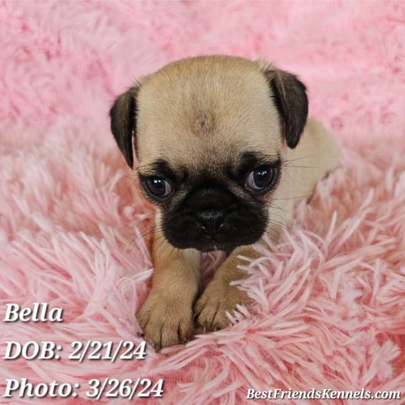Lolly (Lollipop) the Maltipoo Best Friends Kennels