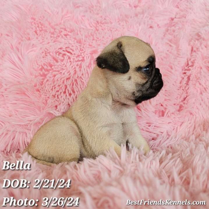 Lolly (Lollipop) the Maltipoo Best Friends Kennels