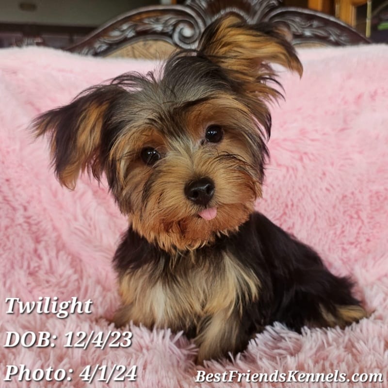 Coco (Tinkerbell) Best Friends Kennels