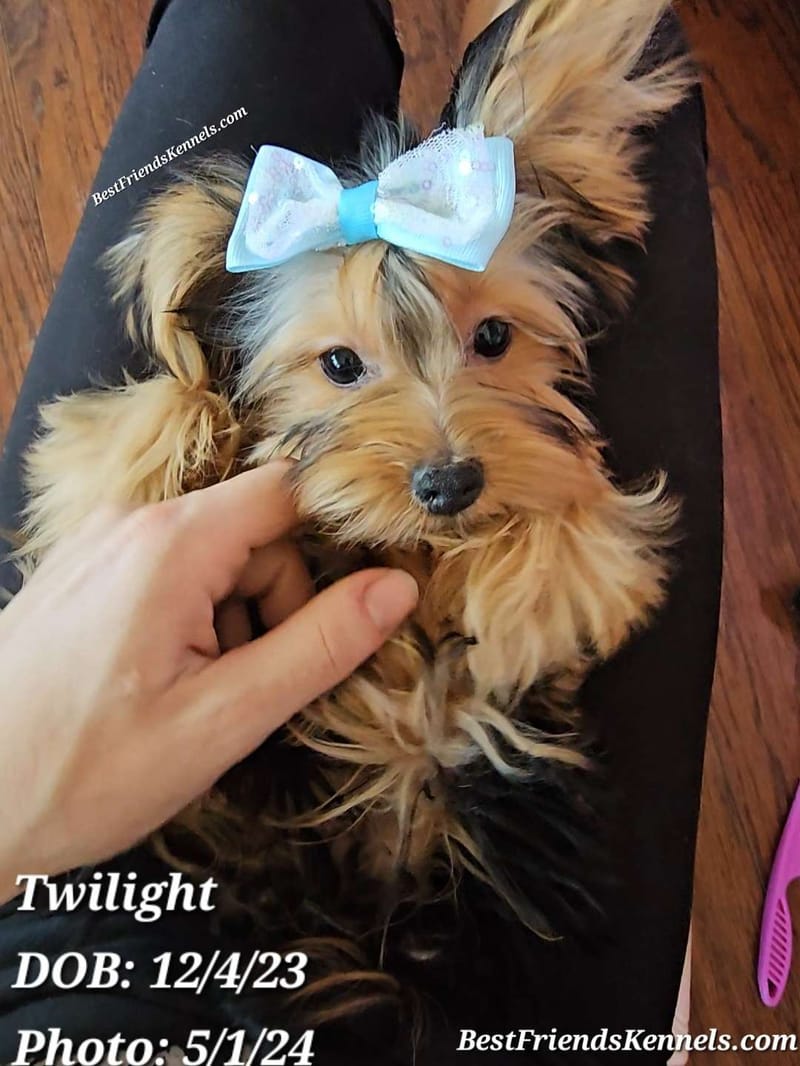 Lady Glimmer Best Friends Kennels