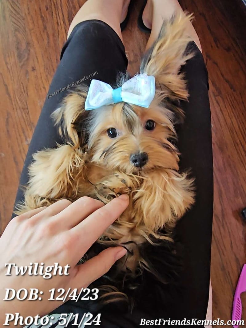 Coco (Tinkerbell) Best Friends Kennels