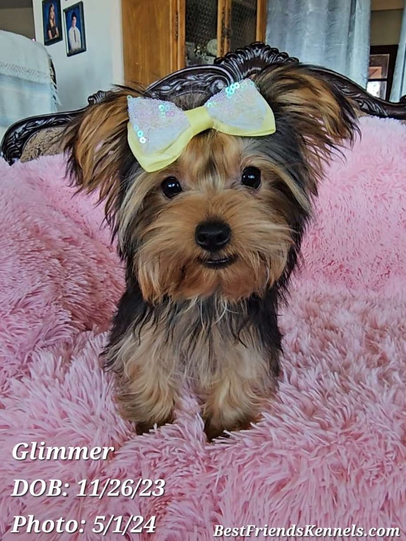 Twilight Best Friends Kennels