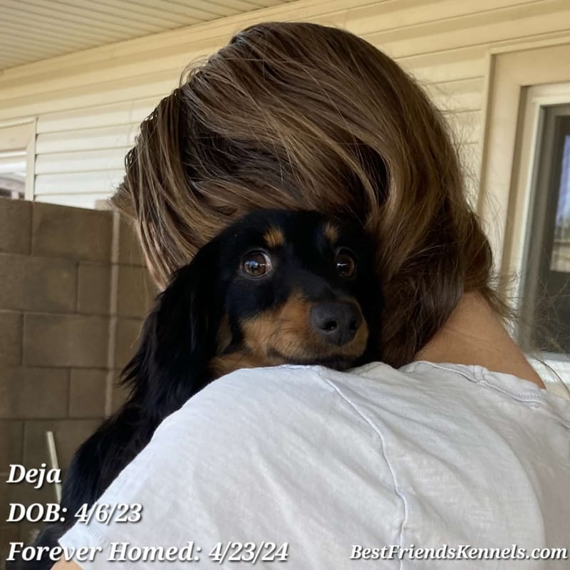 Deja the Doxie Best Friends Kennels