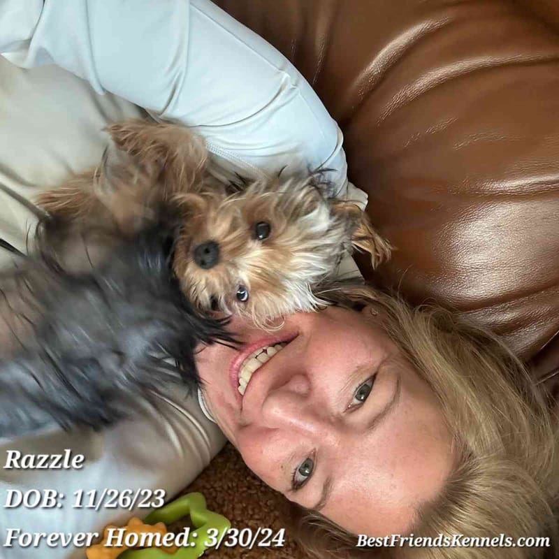 Razzle Best Friends Kennels