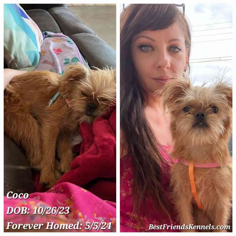 Coco Best Friends Kennels