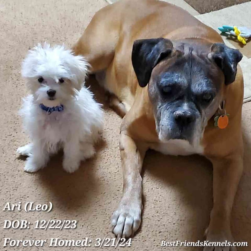 Ari (Leo) Best Friends Kennels