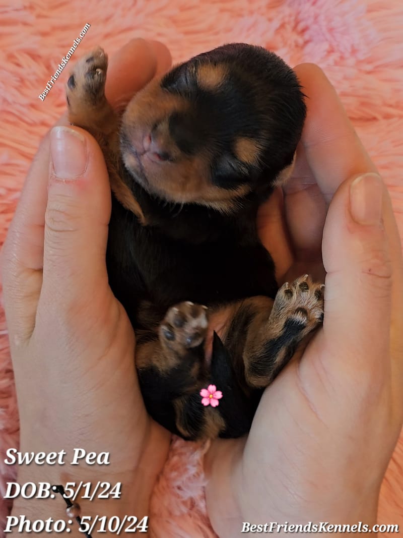 Twilight Best Friends Kennels