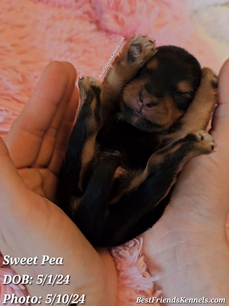 Twilight Best Friends Kennels