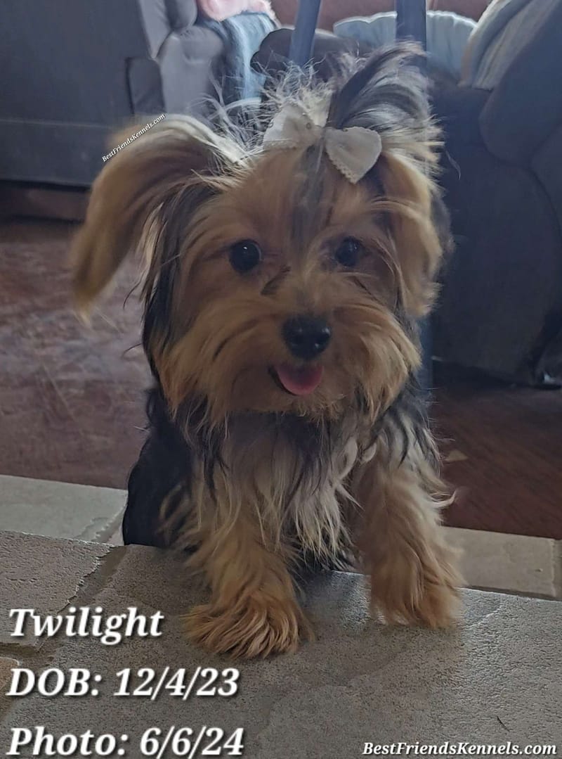 Lady Glimmer Best Friends Kennels