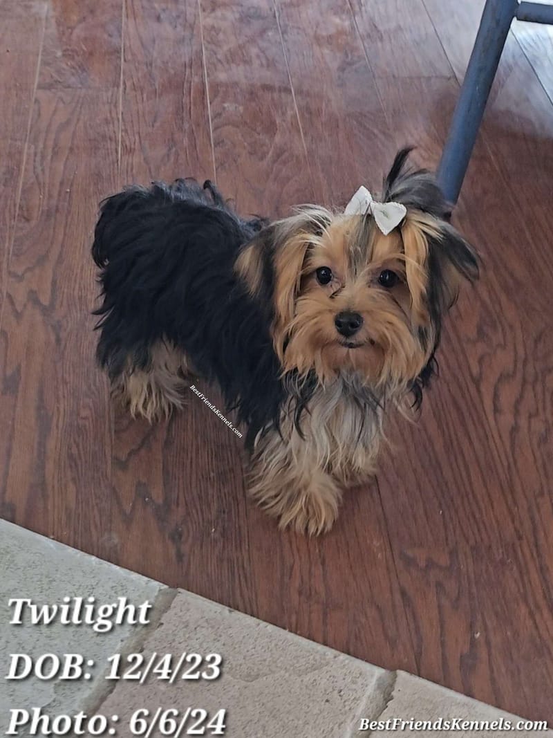 Lady Glimmer Best Friends Kennels