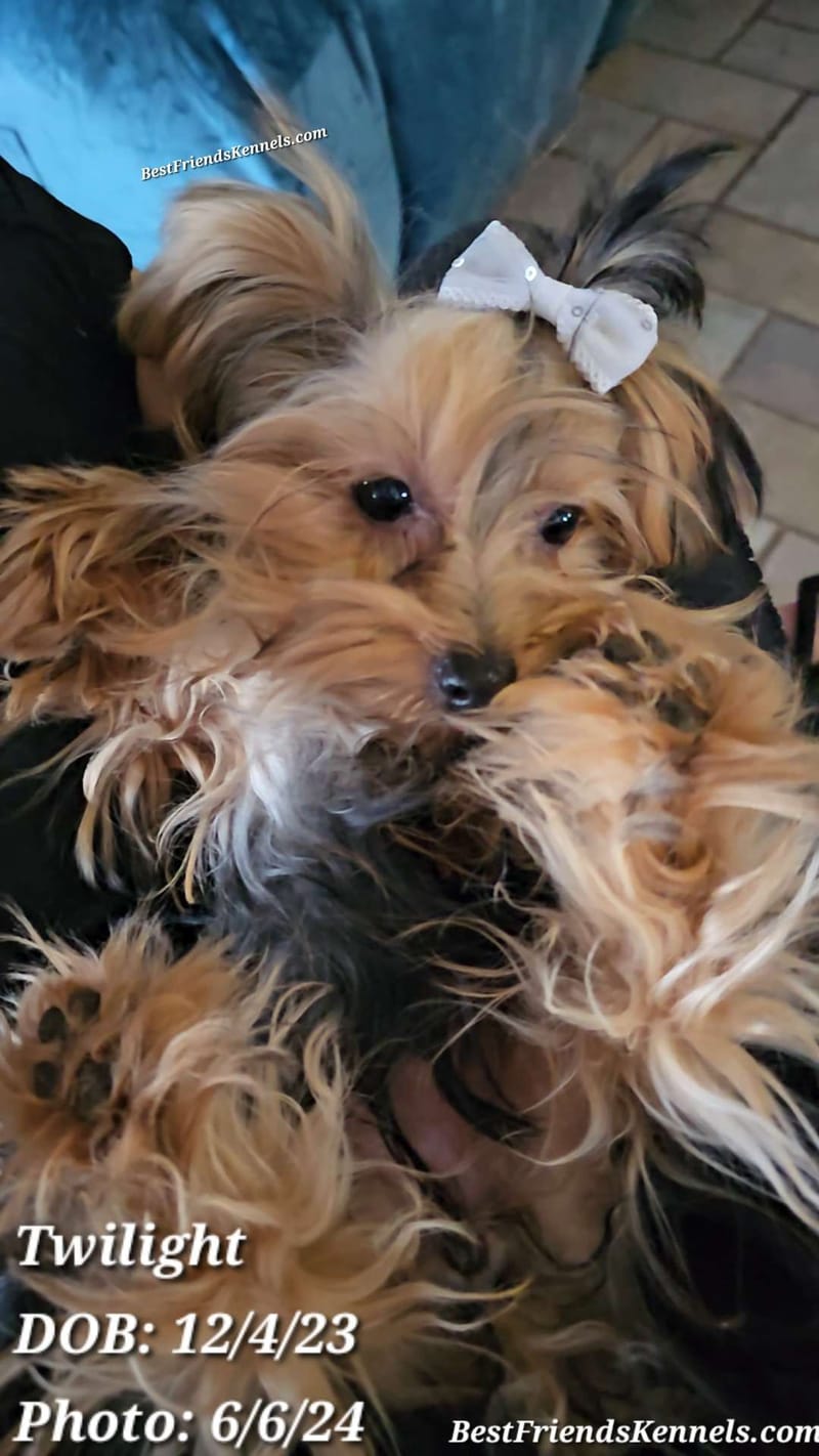 Lady Glimmer Best Friends Kennels