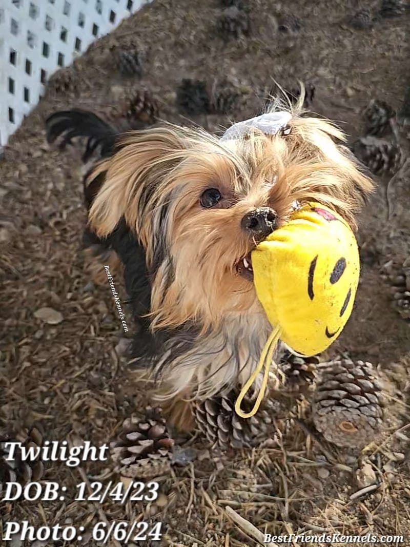 Twilight Best Friends Kennels