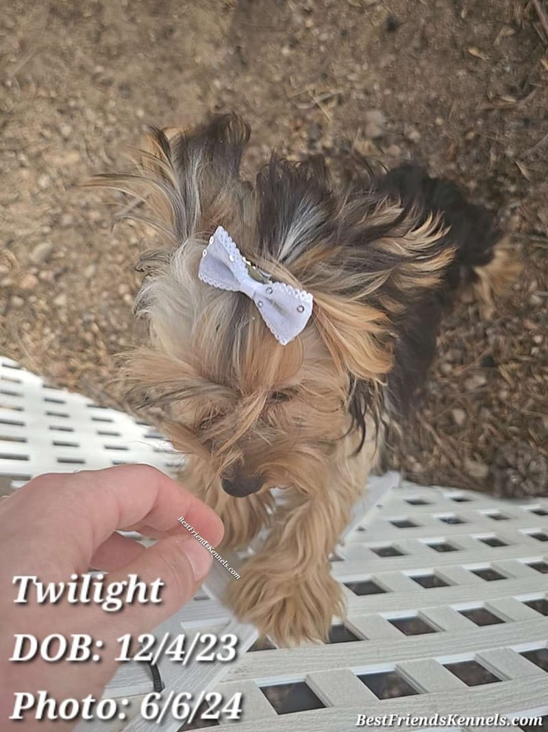 Lady Glimmer Best Friends Kennels