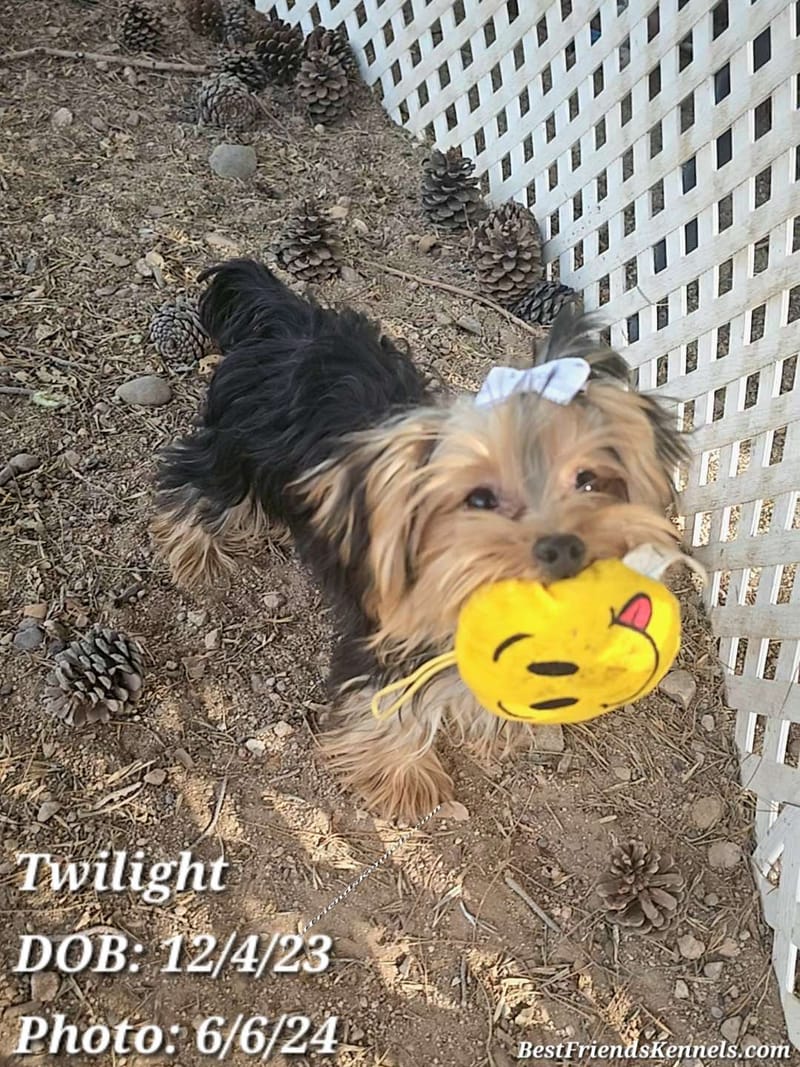 Lady Glimmer Best Friends Kennels