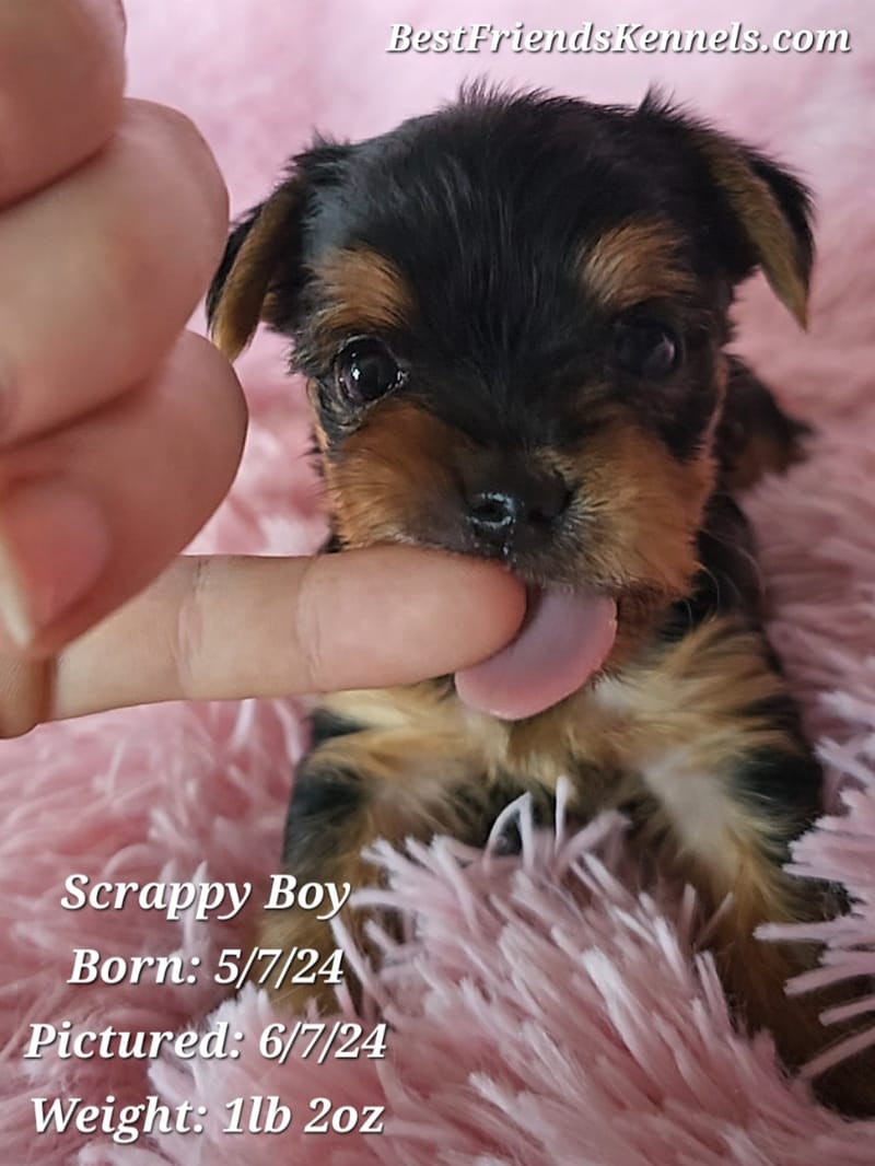 Sleepy Girl Best Friends Kennels