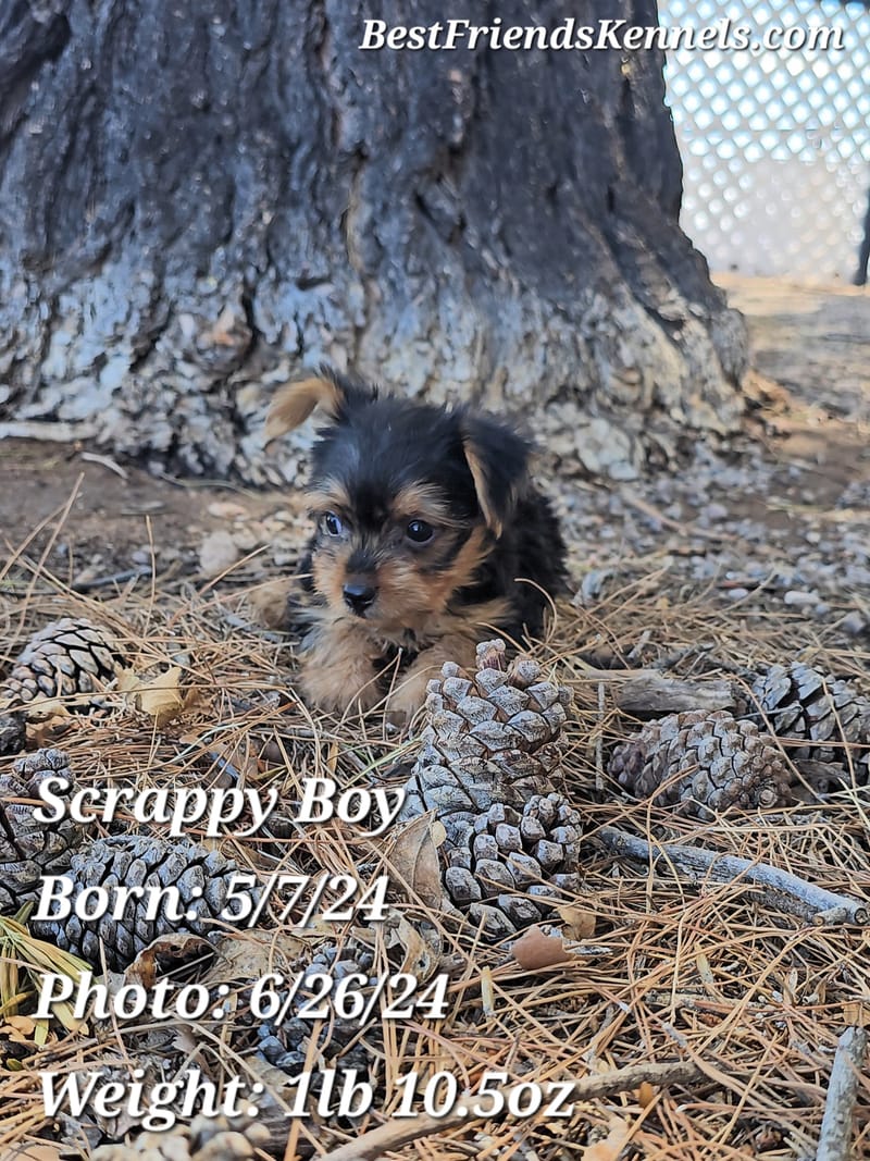 Yorkshire Terrier Puppies & Yorkie Puppies for Sale in Phoenix, AZ