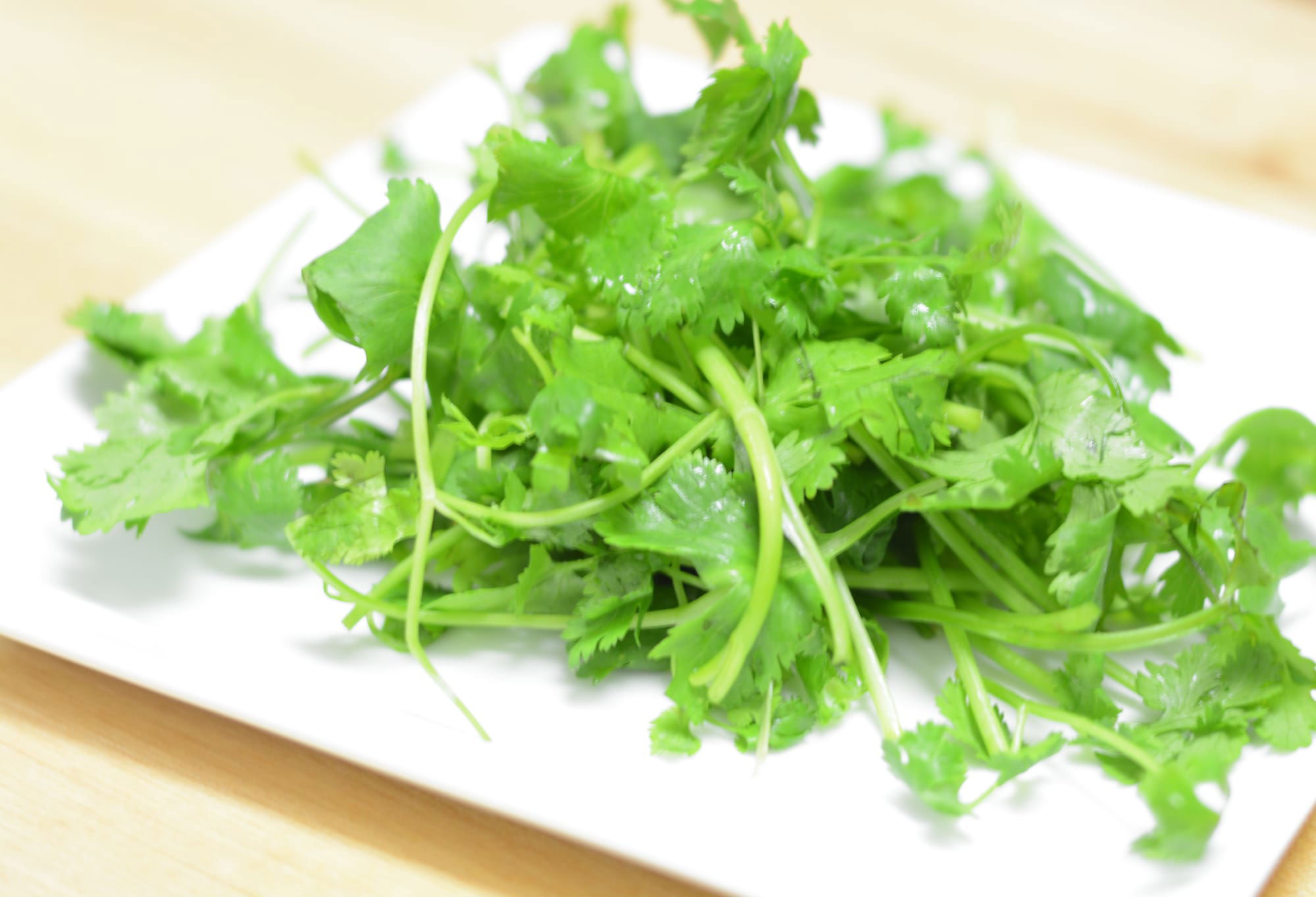 Fresh Cilantro