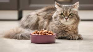 Does your cat not eat? 8 possible reasons