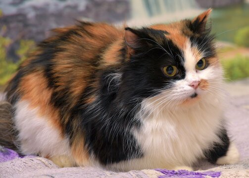 Unveiling the Enigma: 6 Fascinating Facts About Tricolor Cats