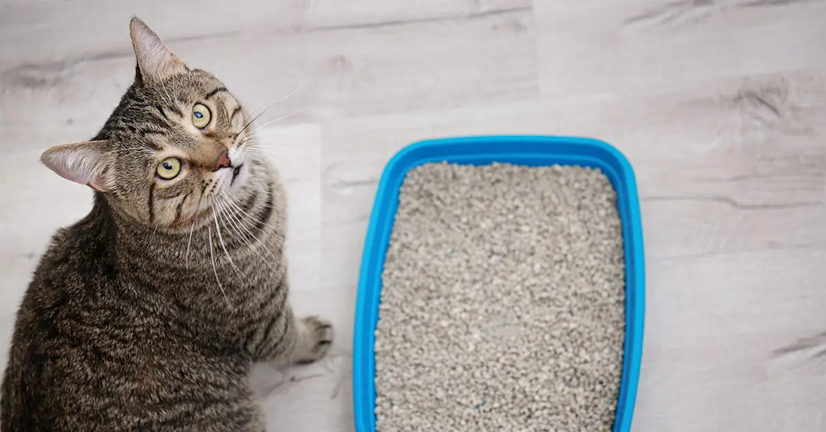 Choosing the Right Cat Litter Filler