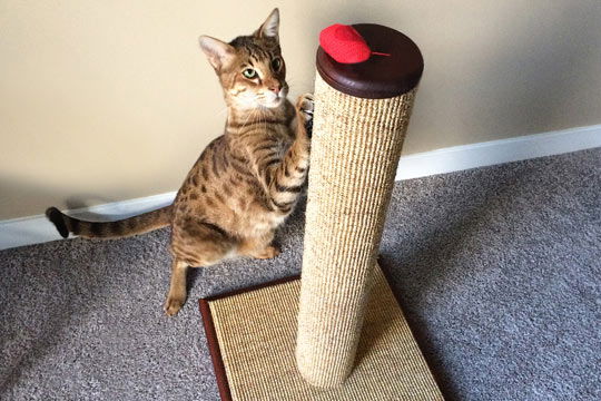 Selecting and Customizing Scratching Posts for Cats