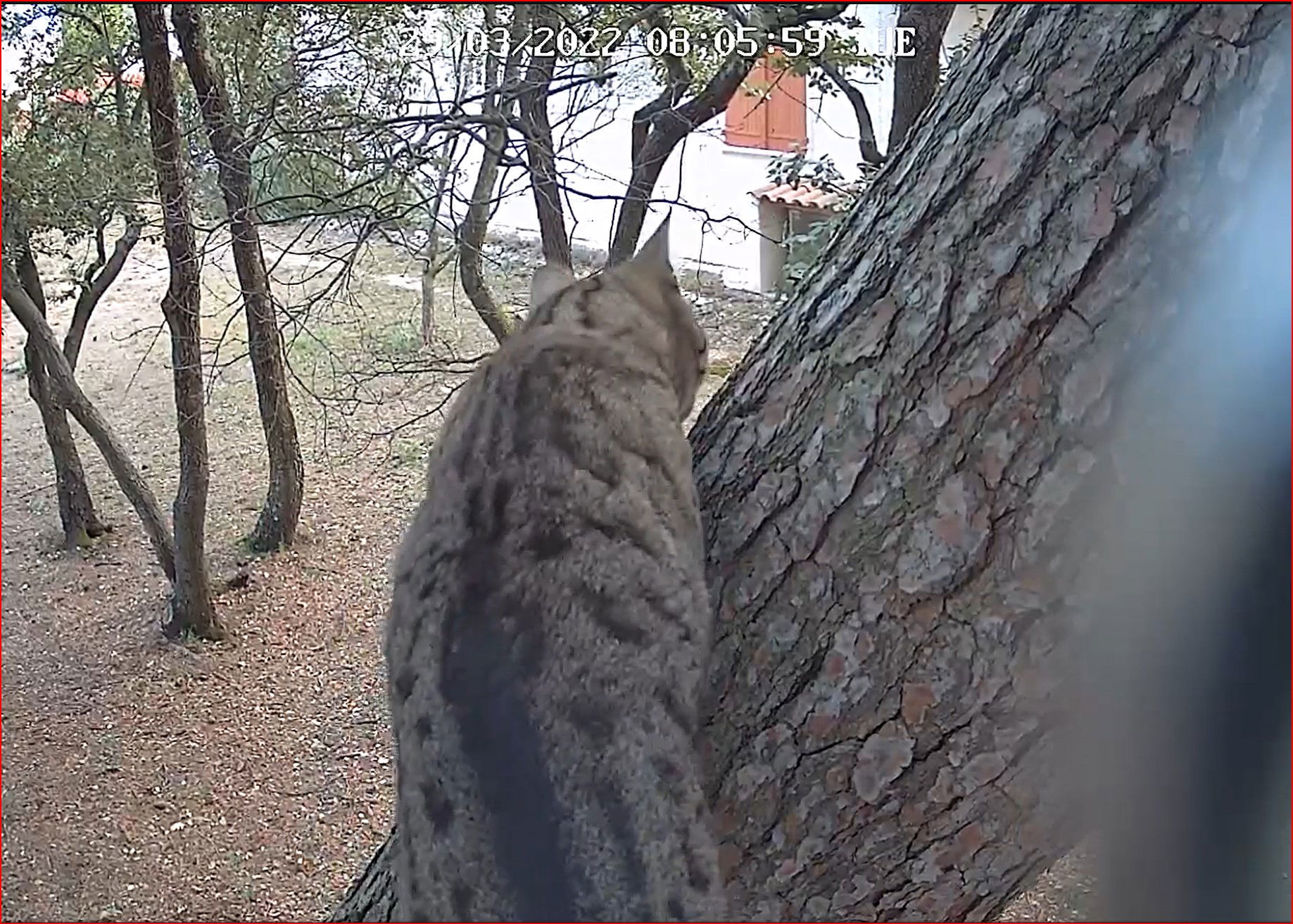 Les chats montent aux arbres pour chasser