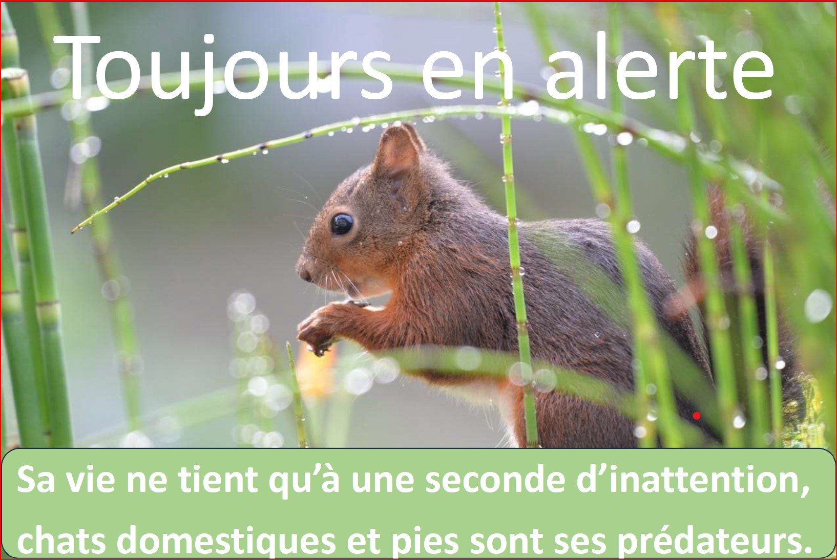 wiki noisette écureuil faq danger alimentation survie