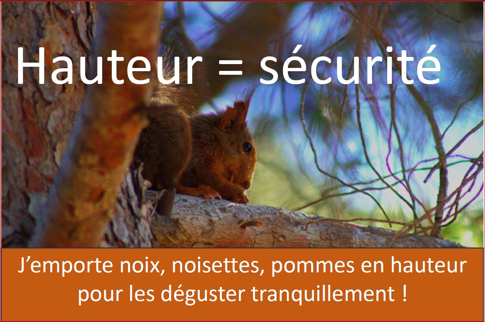 wiki noisette écureuil faq danger alimentation survie