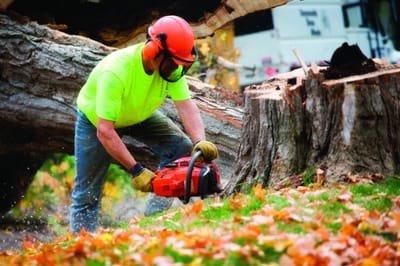 Benefits And Reasons to Seek Assistance from Tree Service image