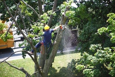 The Significance of Tree Services in Apple Valley image