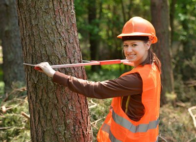 Importance of Hiring Tree Removal Services image