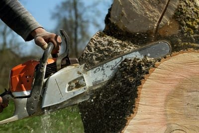 The Benefits of Hiring Tree Services image